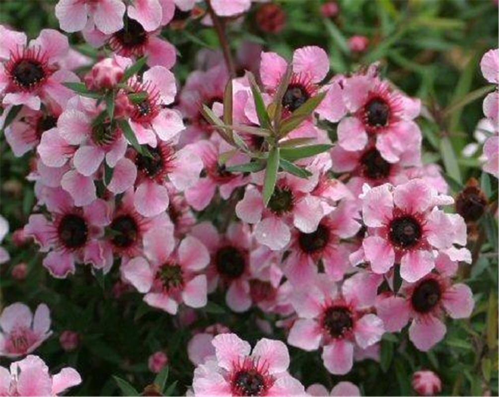 如何使松红梅在圣诞开花,松红梅怎么扦插-第4张图片-优品飞百科 如何使松红梅在圣诞开花,松红梅怎么扦插-第4张图片-优品飞百科