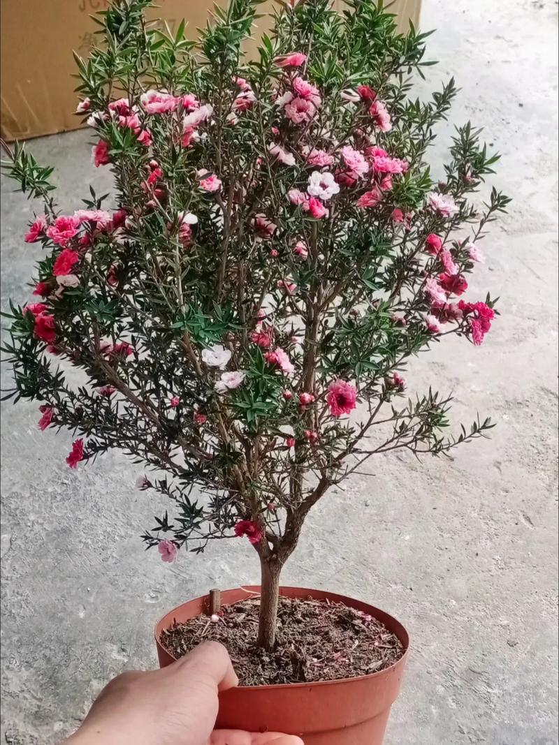 如何使松红梅在圣诞开花,松红梅怎么扦插-第6张图片-优品飞百科 如何使松红梅在圣诞开花,松红梅怎么扦插-第6张图片-优品飞百科