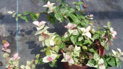 五彩络石怎么发根，五彩络石开花吗