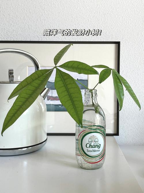 五彩络石怎么发根,五彩络石开花吗-第2张图片-优品飞百科 五彩络石怎么发根,五彩络石开花吗-第2张图片-优品飞百科