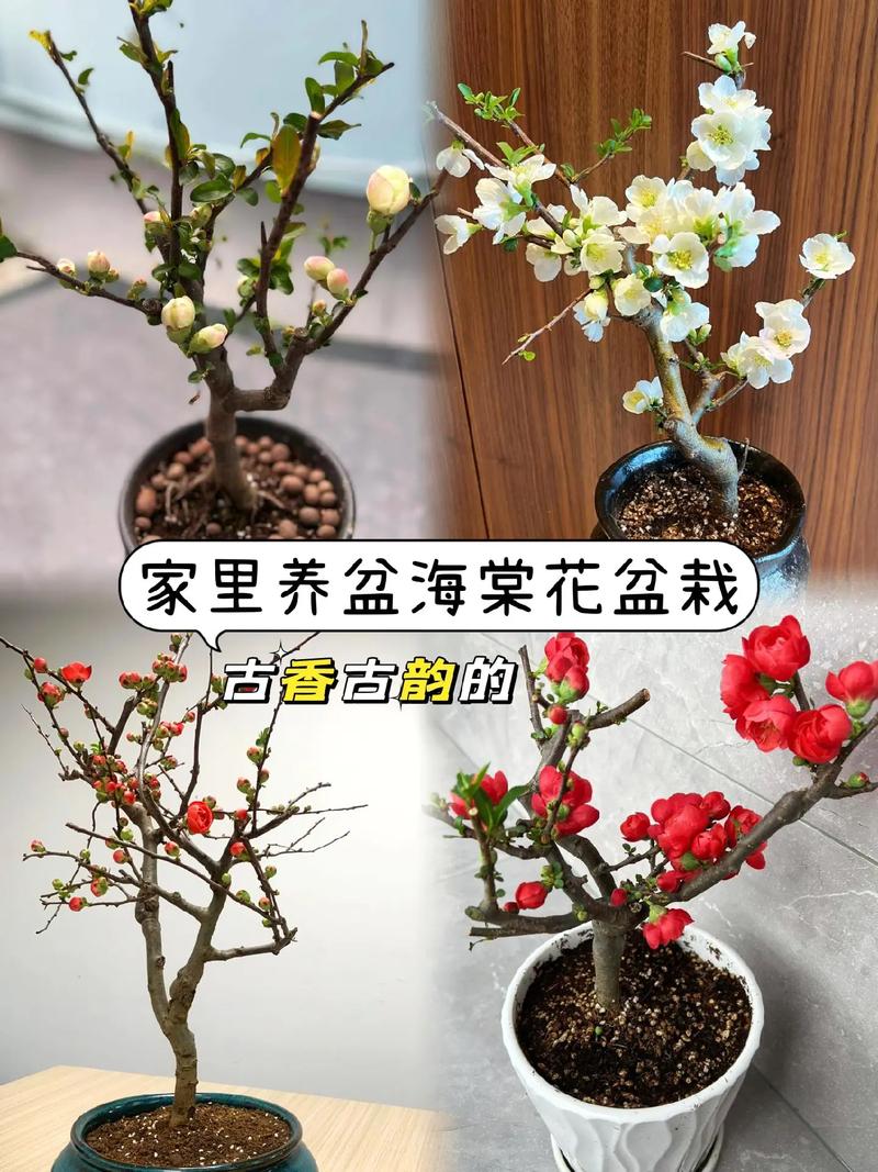 海棠果如何养，海棠果的养殖方法和注意事项 盆栽？