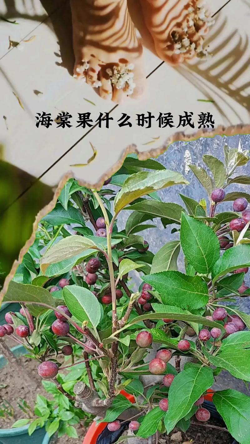 海棠果如何养,海棠果的养殖方法和注意事项 盆栽?-第2张图片-优品飞百科 海棠果如何养,海棠果的养殖方法和注意事项 盆栽?-第2张图片-优品飞百科