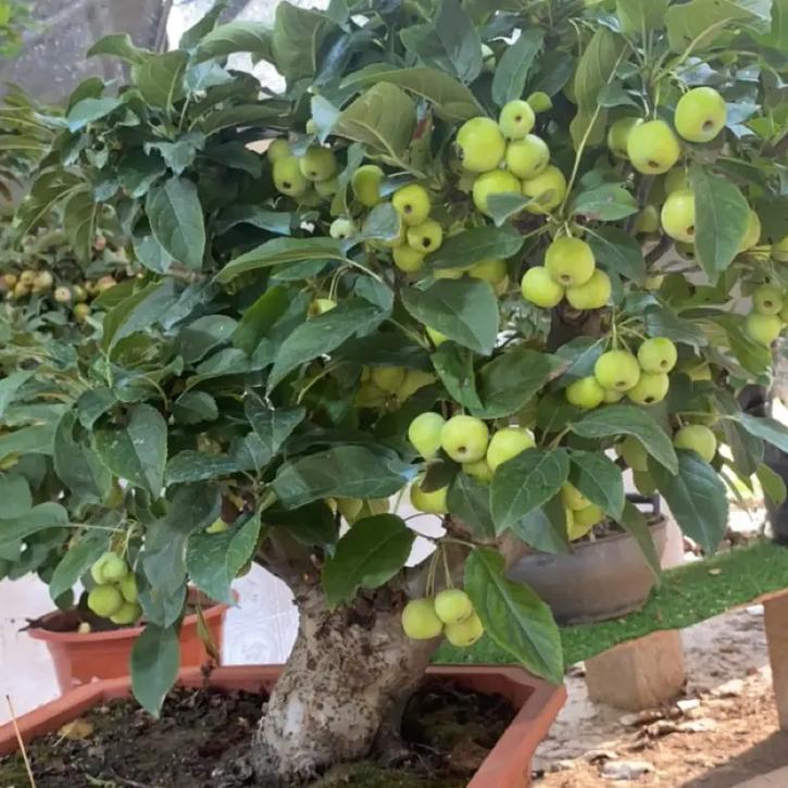 海棠果如何养,海棠果的养殖方法和注意事项 盆栽?-第3张图片-优品飞百科 海棠果如何养,海棠果的养殖方法和注意事项 盆栽?-第3张图片-优品飞百科