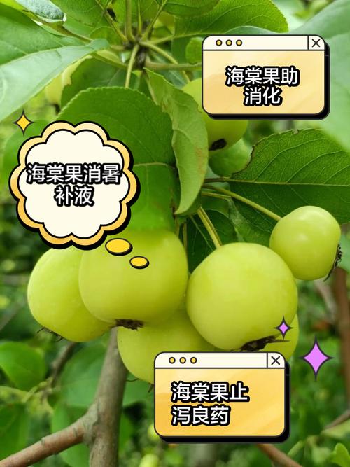 海棠果如何养,海棠果的养殖方法和注意事项 盆栽?-第4张图片-优品飞百科 海棠果如何养,海棠果的养殖方法和注意事项 盆栽?-第4张图片-优品飞百科