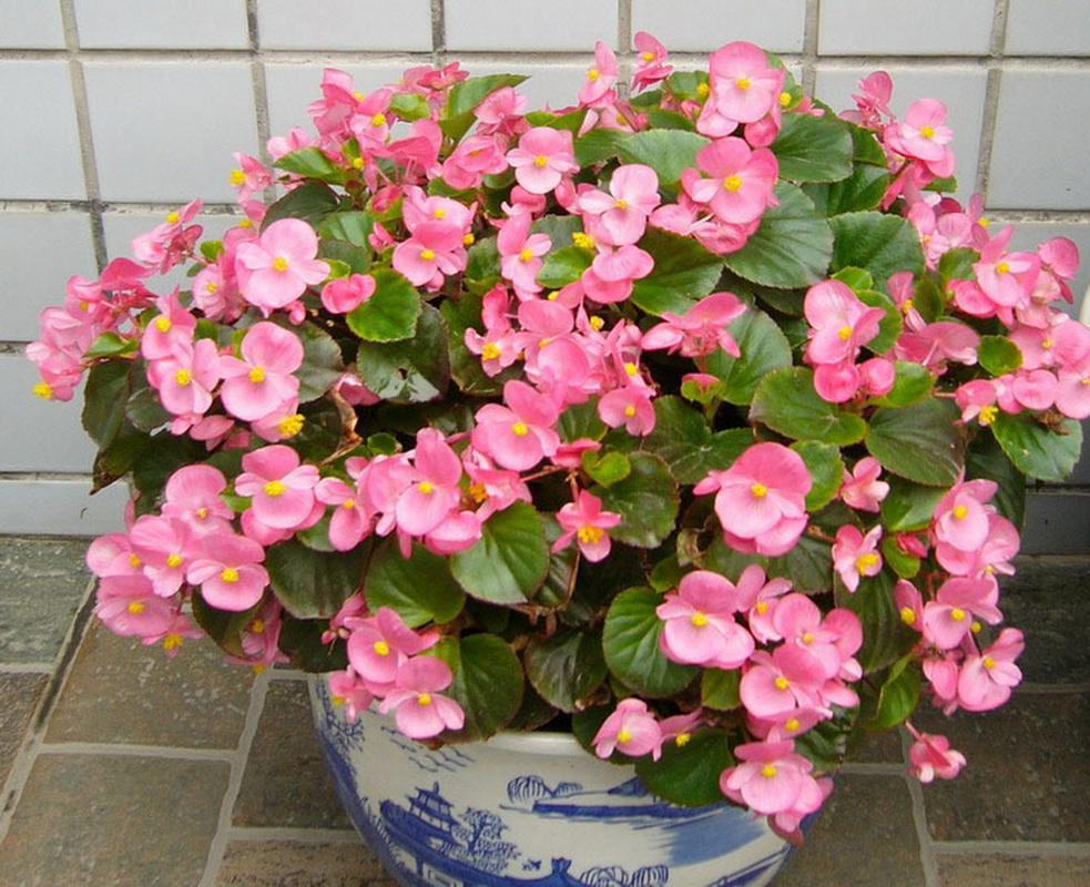 海棠果如何养,海棠果的养殖方法和注意事项 盆栽?-第5张图片-优品飞百科 海棠果如何养,海棠果的养殖方法和注意事项 盆栽?-第5张图片-优品飞百科