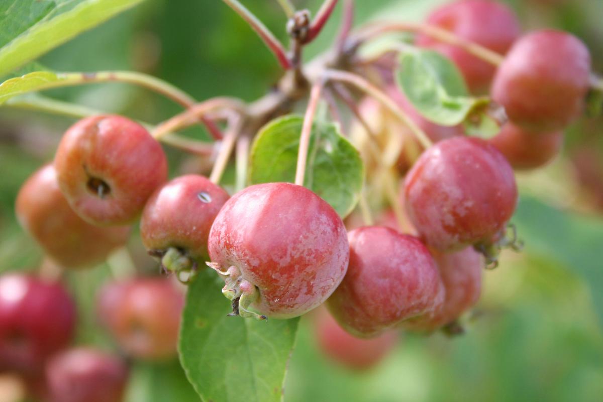 海棠果如何养,海棠果的养殖方法和注意事项 盆栽?-第7张图片-优品飞百科 海棠果如何养,海棠果的养殖方法和注意事项 盆栽?-第7张图片-优品飞百科