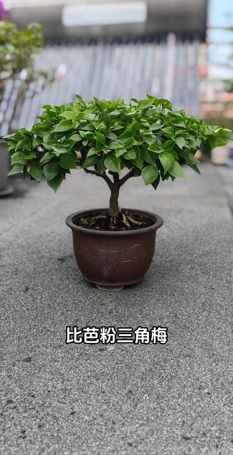 三叶梅什么时候修剪，三叶梅什么时候修剪枝条？