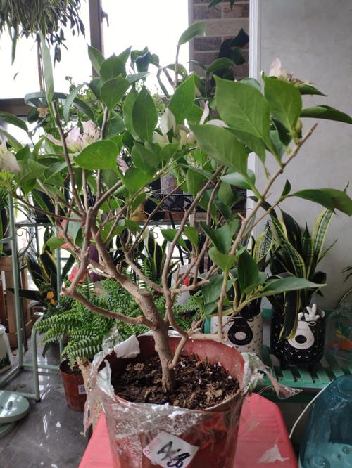 三叶梅什么时候修剪,三叶梅什么时候修剪枝条?-第2张图片-优品飞百科 三叶梅什么时候修剪,三叶梅什么时候修剪枝条?-第2张图片-优品飞百科