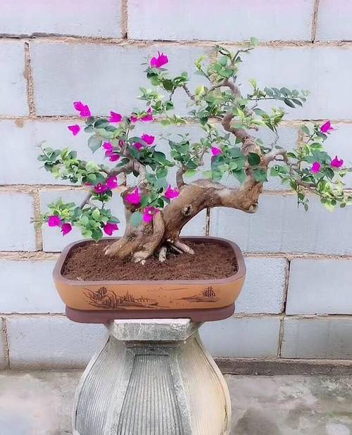 三叶梅什么时候修剪,三叶梅什么时候修剪枝条?-第3张图片-优品飞百科 三叶梅什么时候修剪,三叶梅什么时候修剪枝条?-第3张图片-优品飞百科