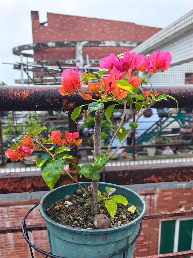 三叶梅什么时候修剪,三叶梅什么时候修剪枝条?-第4张图片-优品飞百科 三叶梅什么时候修剪,三叶梅什么时候修剪枝条?-第4张图片-优品飞百科