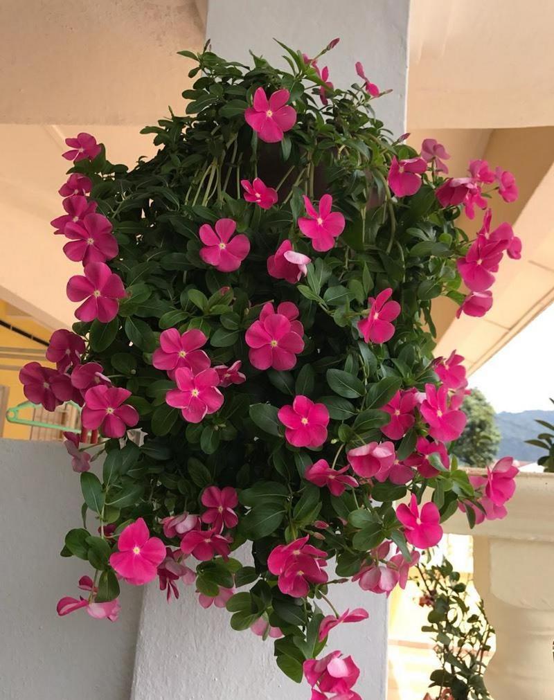 垂吊长春花的养殖方法，垂吊长春花和直立长春花有什么不同？-第3张图片-优品飞百科