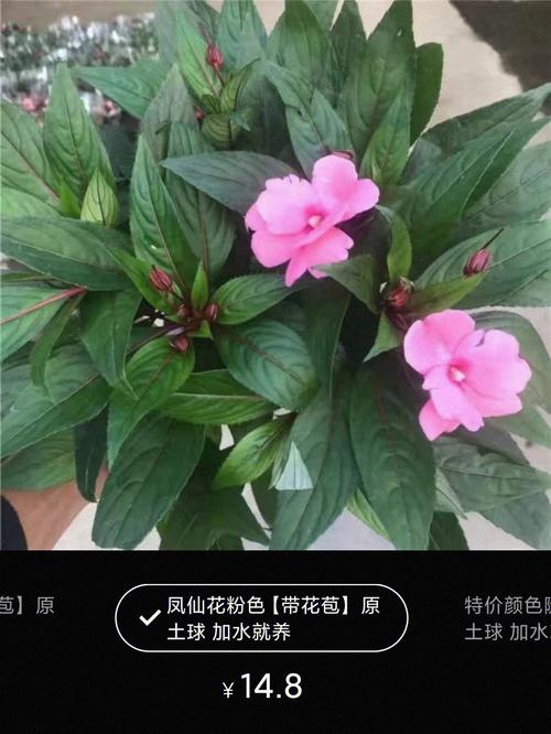 垂吊长春花的养殖方法，垂吊长春花和直立长春花有什么不同？-第4张图片-优品飞百科