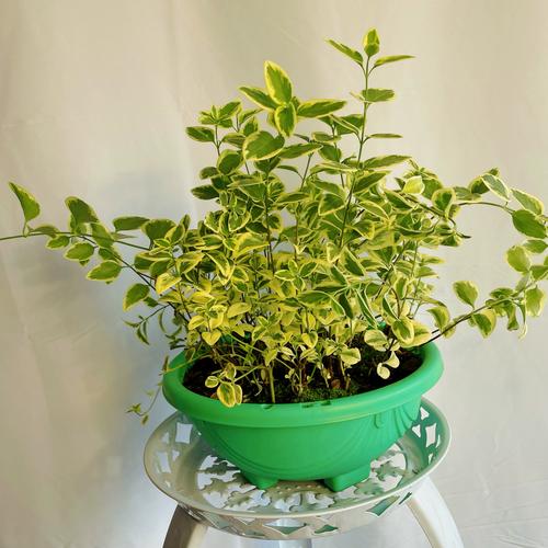 垂吊长春花的养殖方法，垂吊长春花和直立长春花有什么不同？-第5张图片-优品飞百科