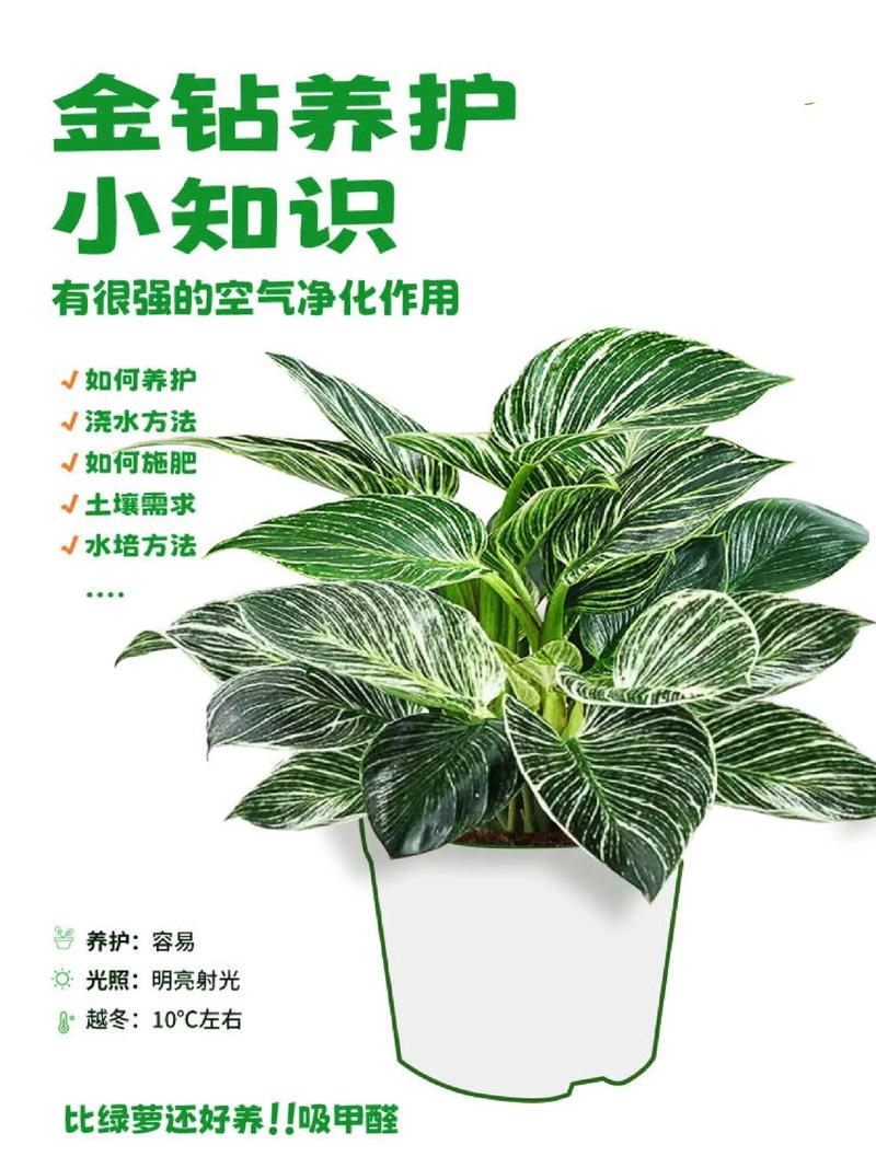 垂吊长春花的养殖方法，垂吊长春花和直立长春花有什么不同？-第7张图片-优品飞百科