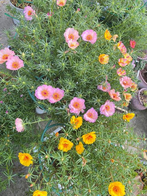 垂吊长春花的养殖方法，垂吊长春花和直立长春花有什么不同？-第6张图片-优品飞百科