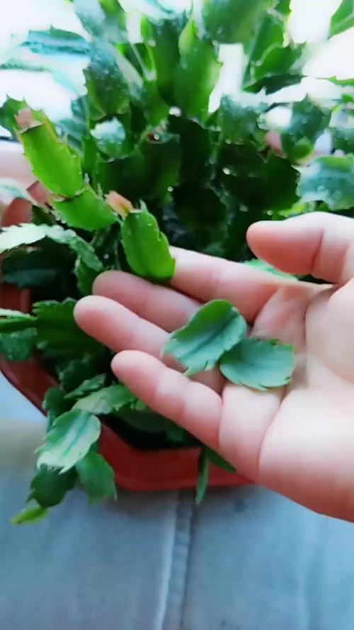 怎样让蟹爪兰开花？蟹爪兰有花苞了怎么养护？