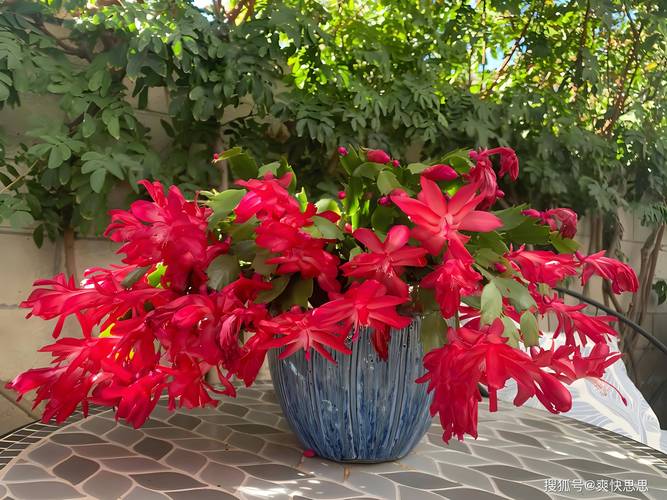 怎样让蟹爪兰开花？蟹爪兰有花苞了怎么养护？-第4张图片-优品飞百科