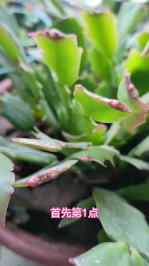 怎样让蟹爪兰开花？蟹爪兰有花苞了怎么养护？-第3张图片-优品飞百科