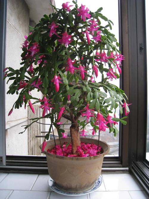 怎样让蟹爪兰开花？蟹爪兰有花苞了怎么养护？-第5张图片-优品飞百科