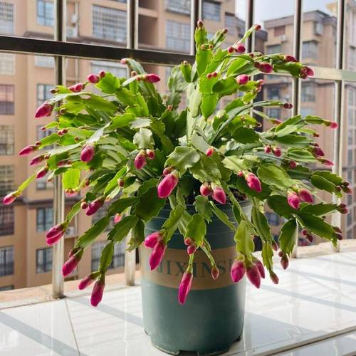 怎样让蟹爪兰开花？蟹爪兰有花苞了怎么养护？-第6张图片-优品飞百科