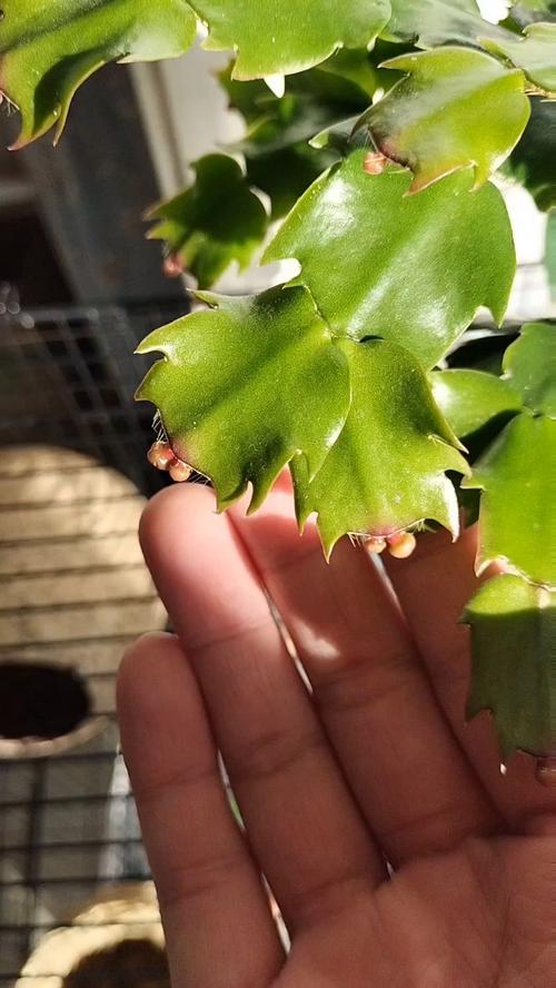 怎样让蟹爪兰开花？蟹爪兰有花苞了怎么养护？-第7张图片-优品飞百科