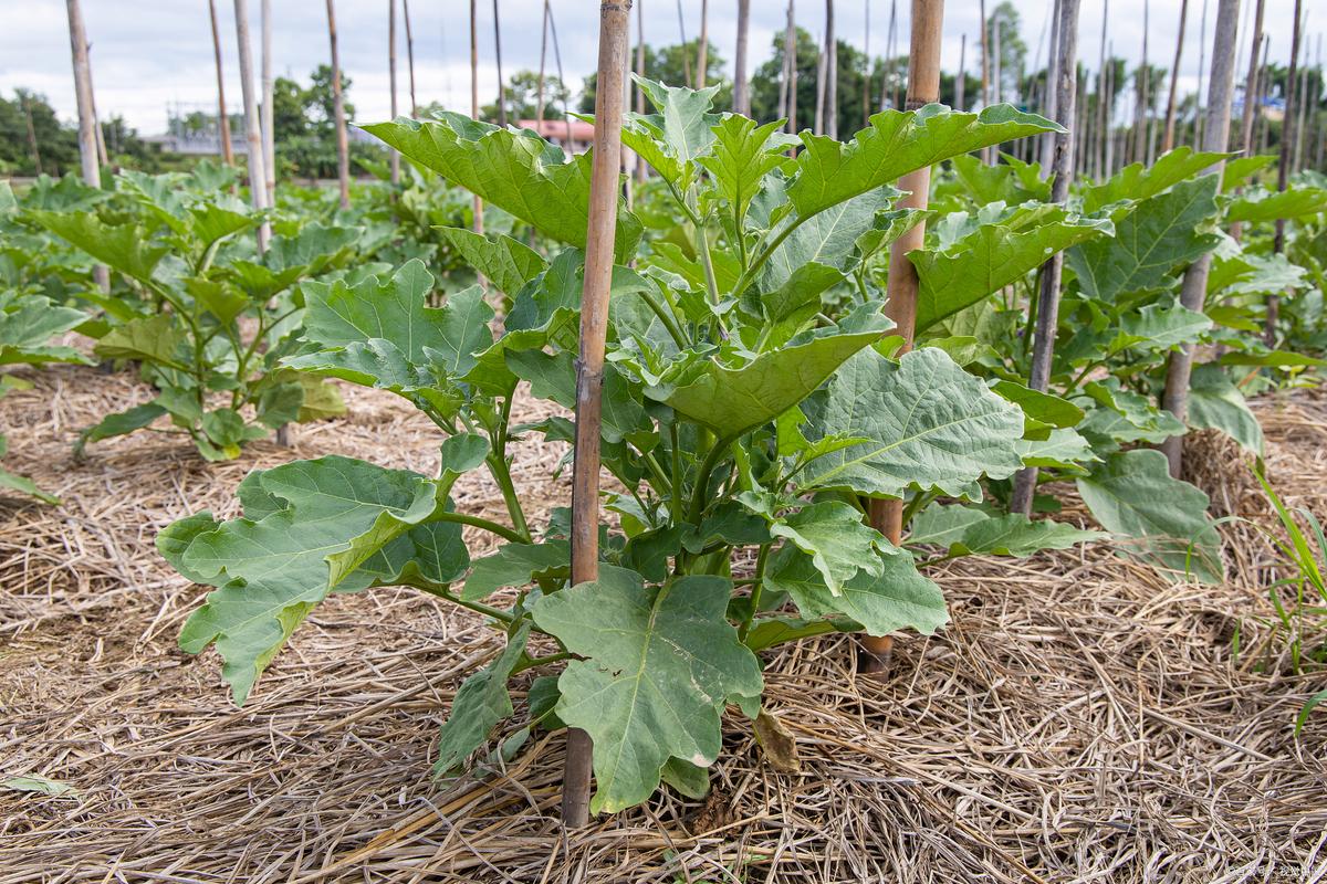 佛手瓜种子育苗方法，佛手瓜种子育苗方法大全？-第2张图片-优品飞百科