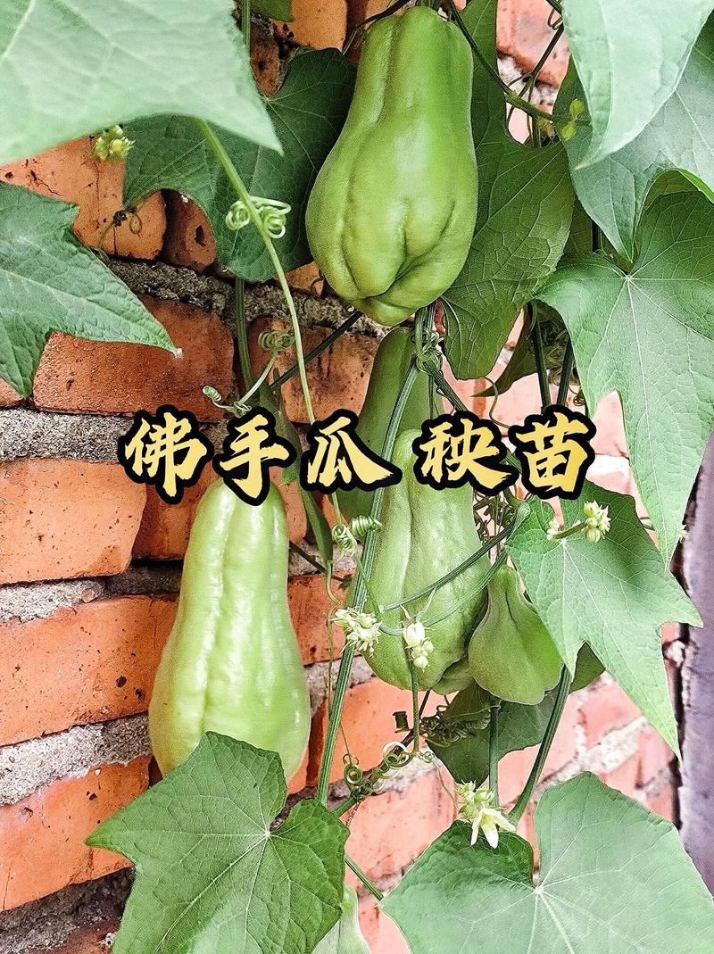 佛手瓜种子育苗方法，佛手瓜种子育苗方法大全？