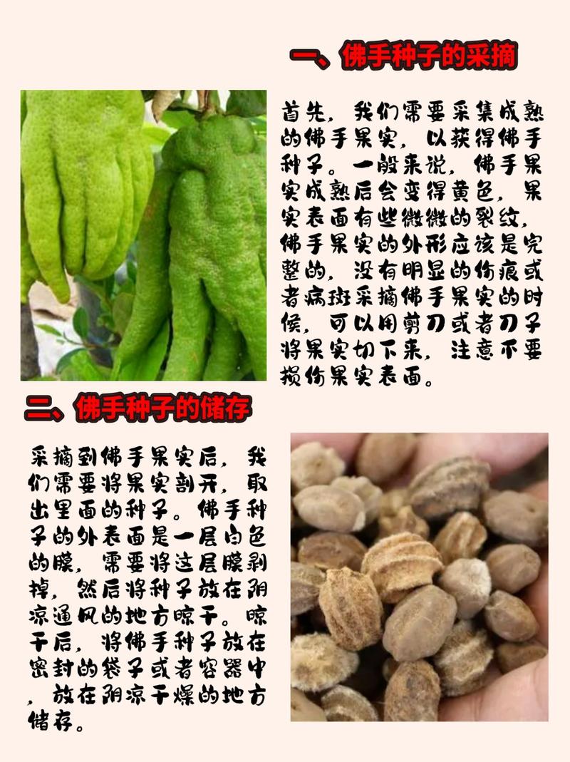 佛手瓜种子育苗方法，佛手瓜种子育苗方法大全？-第3张图片-优品飞百科