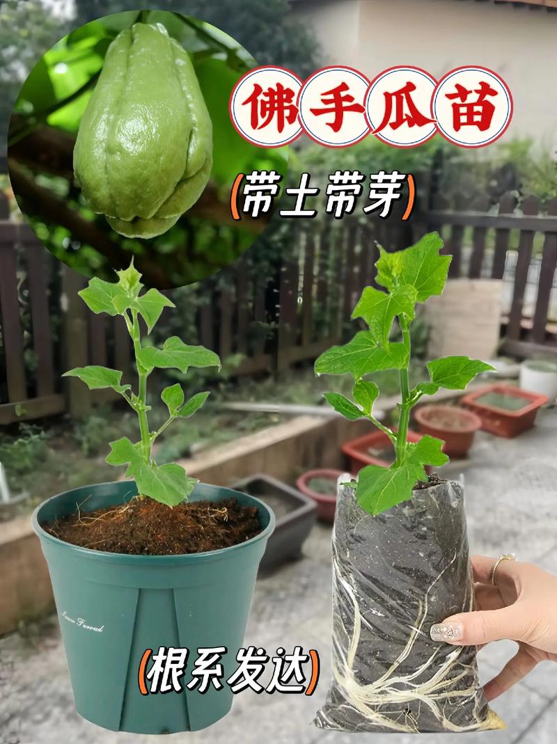 佛手瓜种子育苗方法，佛手瓜种子育苗方法大全？-第4张图片-优品飞百科