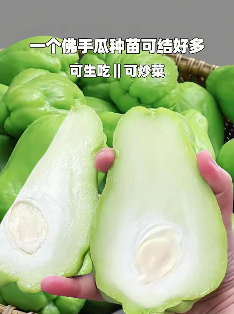 佛手瓜种子育苗方法，佛手瓜种子育苗方法大全？-第5张图片-优品飞百科