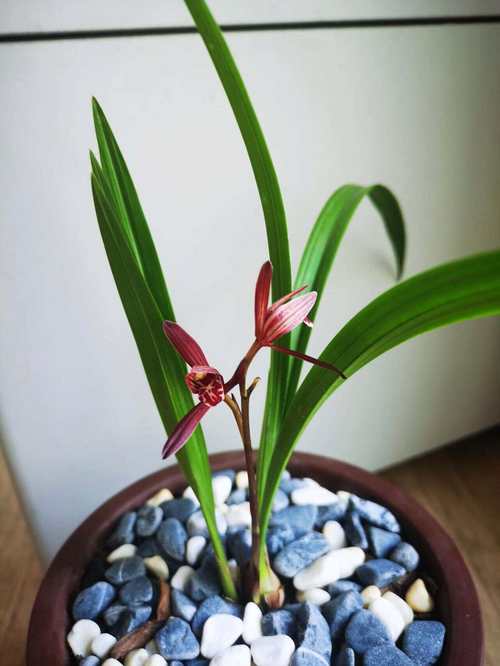 绿色的兰花是什么品种，绿色的兰花是什么品种的兰花