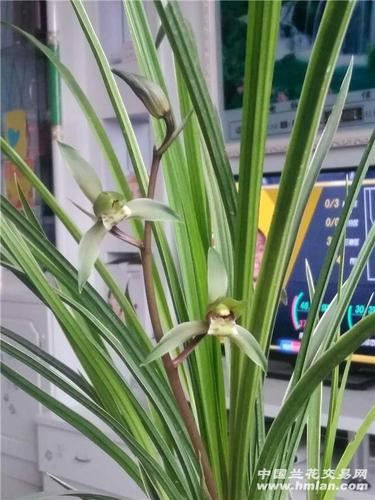 绿色的兰花是什么品种，绿色的兰花是什么品种的兰花-第2张图片-优品飞百科