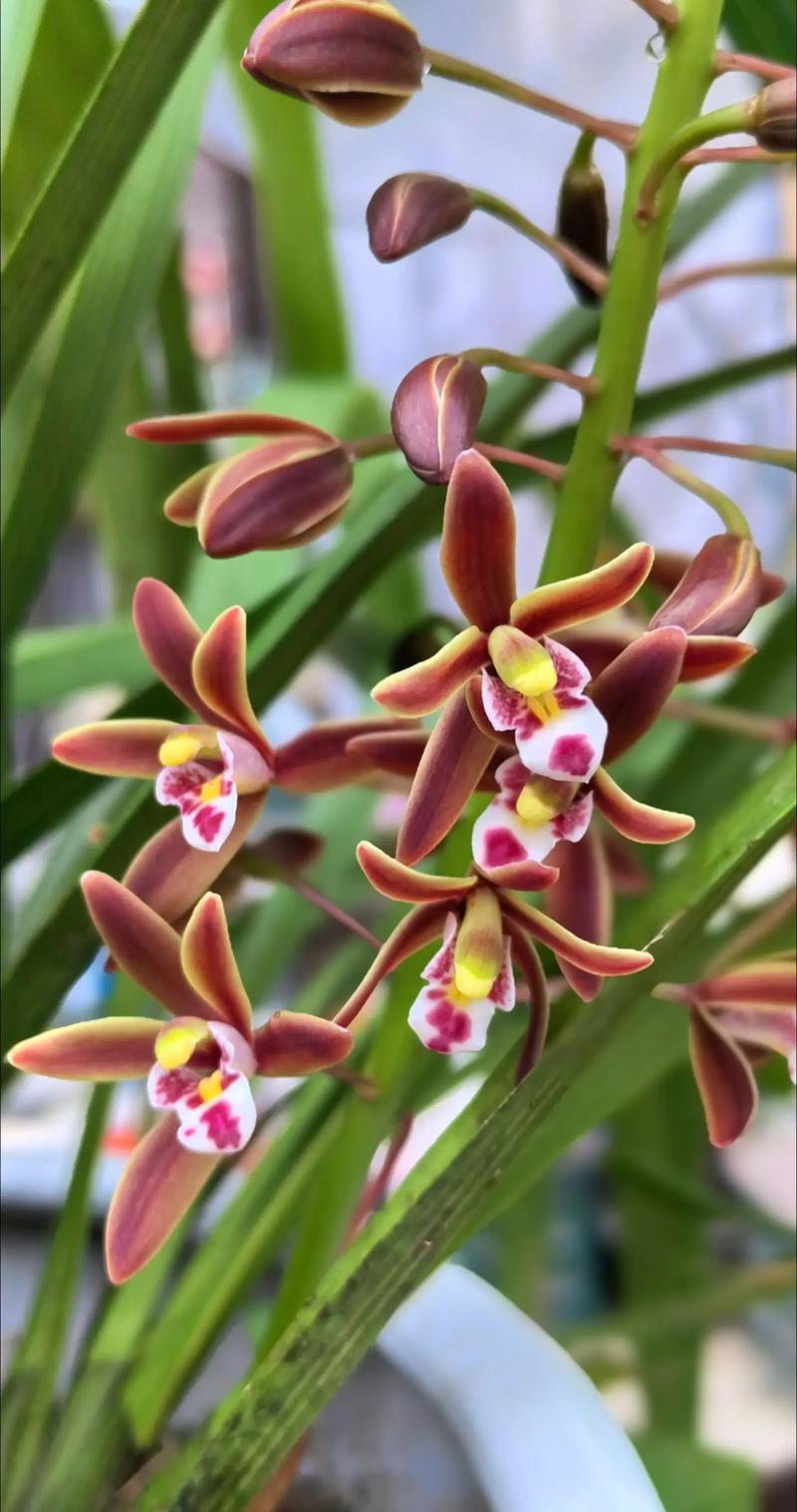 绿色的兰花是什么品种，绿色的兰花是什么品种的兰花-第3张图片-优品飞百科