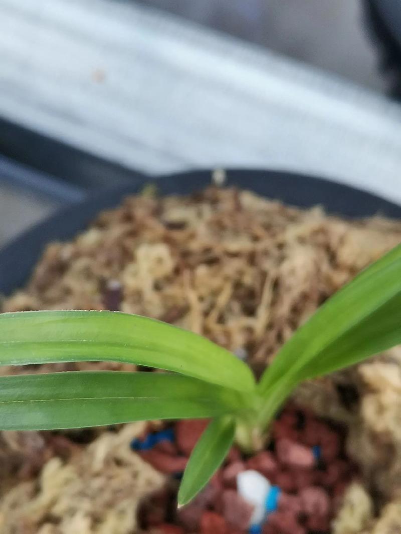 绿色的兰花是什么品种，绿色的兰花是什么品种的兰花-第4张图片-优品飞百科