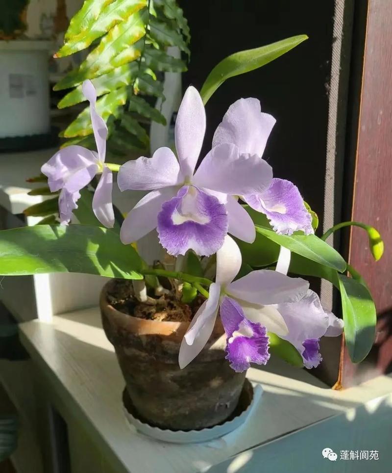 绿色的兰花是什么品种，绿色的兰花是什么品种的兰花-第5张图片-优品飞百科