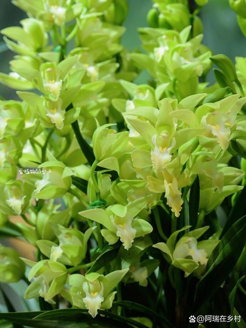 绿色的兰花是什么品种，绿色的兰花是什么品种的兰花-第6张图片-优品飞百科