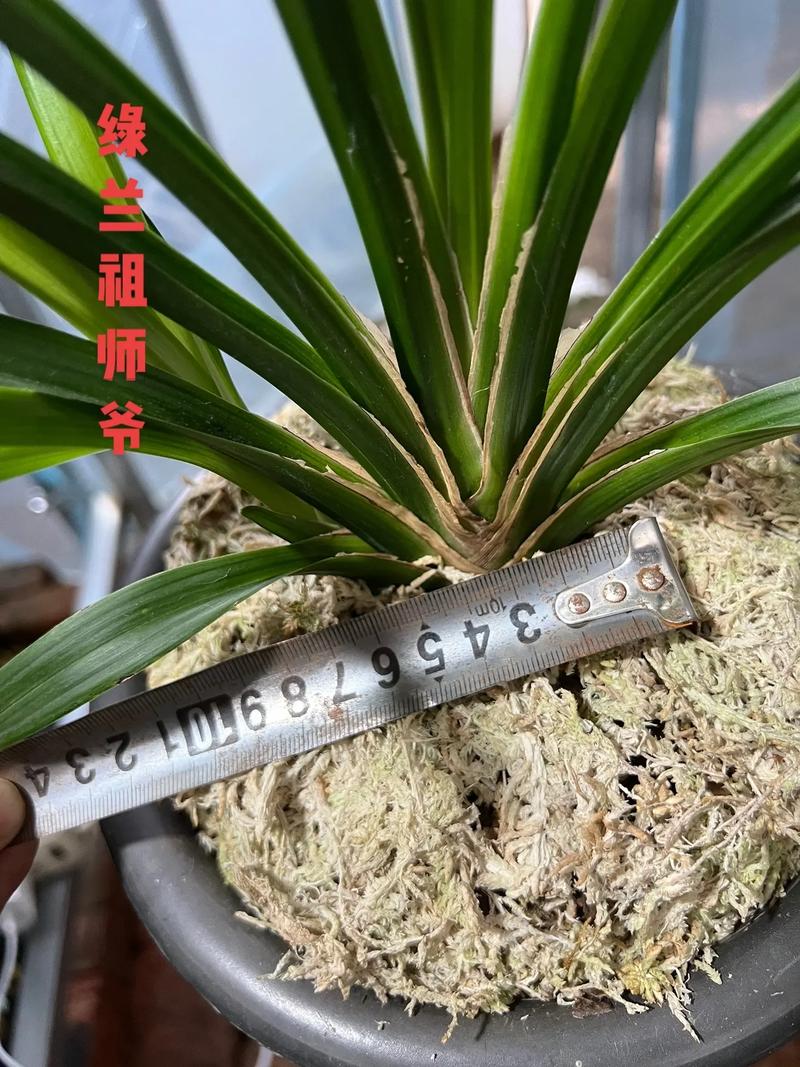 绿色的兰花是什么品种，绿色的兰花是什么品种的兰花-第7张图片-优品飞百科