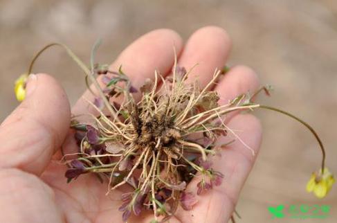 夏枯草的养殖方法？夏枯草的种植方法？-第2张图片-优品飞百科