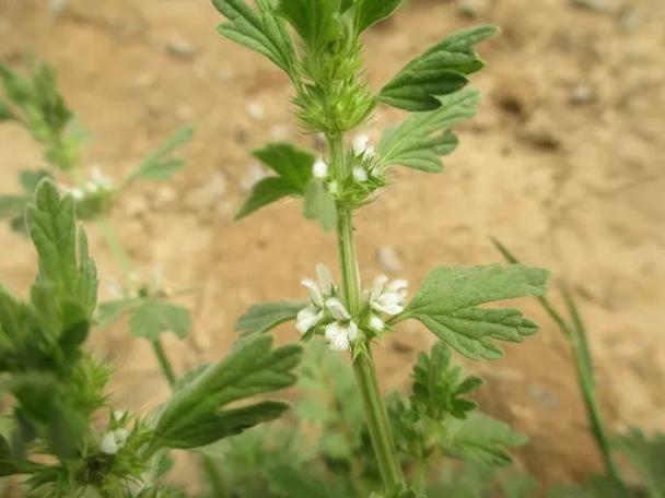 夏枯草的养殖方法？夏枯草的种植方法？-第3张图片-优品飞百科