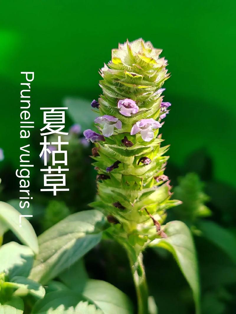 夏枯草的养殖方法？夏枯草的种植方法？-第4张图片-优品飞百科