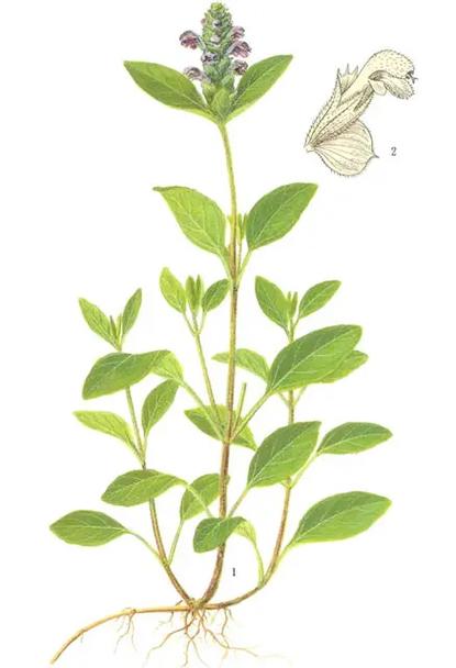 夏枯草的养殖方法？夏枯草的种植方法？-第5张图片-优品飞百科