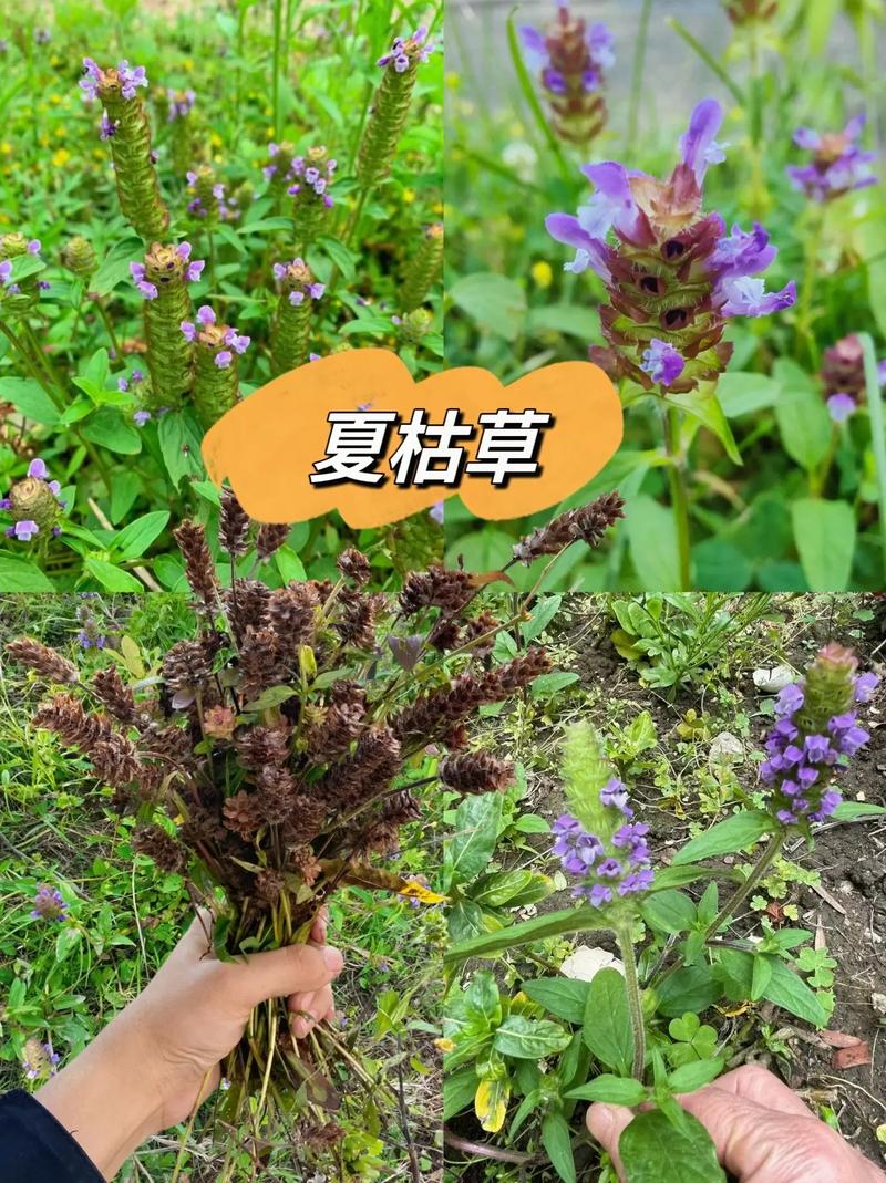 夏枯草的养殖方法？夏枯草的种植方法？-第7张图片-优品飞百科