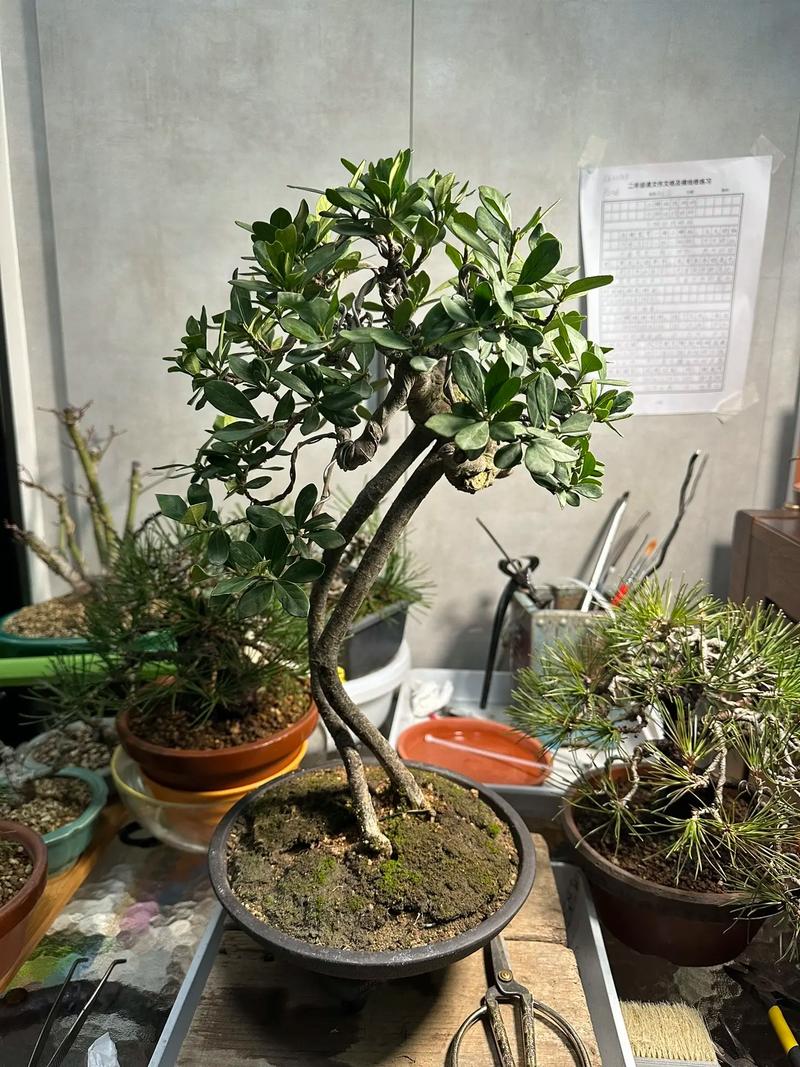 栀子花冬天室内怎么养，栀子花冬季室内养护-第2张图片-优品飞百科