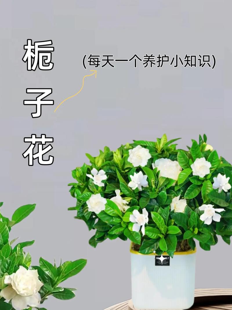 栀子花冬天室内怎么养，栀子花冬季室内养护-第7张图片-优品飞百科