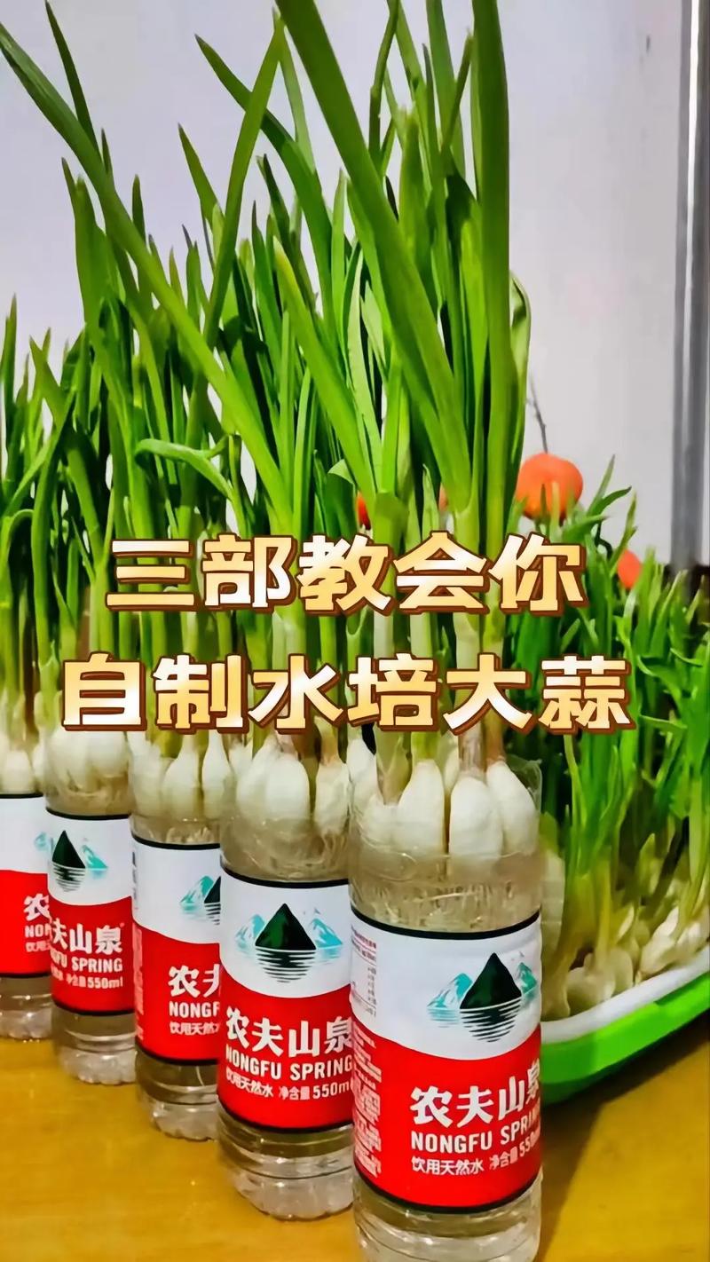 怎么在水里种大蒜，怎么在水里种大蒜视频教程