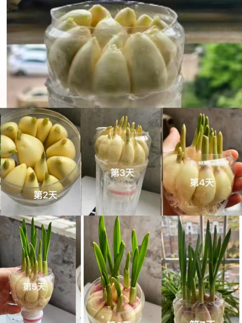 怎么在水里种大蒜，怎么在水里种大蒜视频教程-第2张图片-优品飞百科