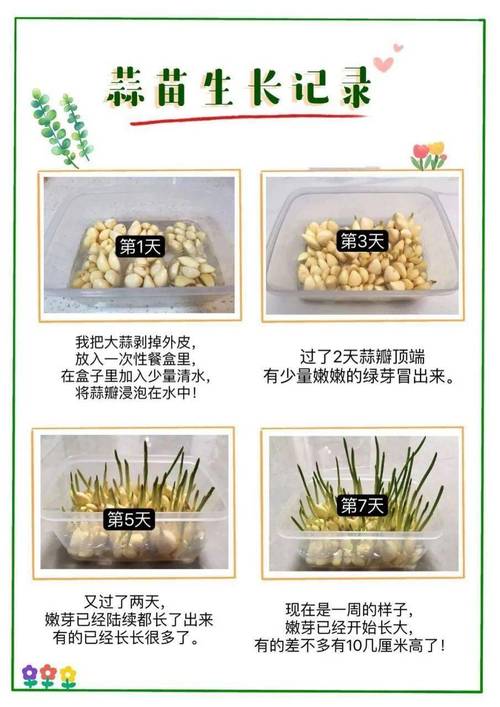 怎么在水里种大蒜，怎么在水里种大蒜视频教程-第4张图片-优品飞百科