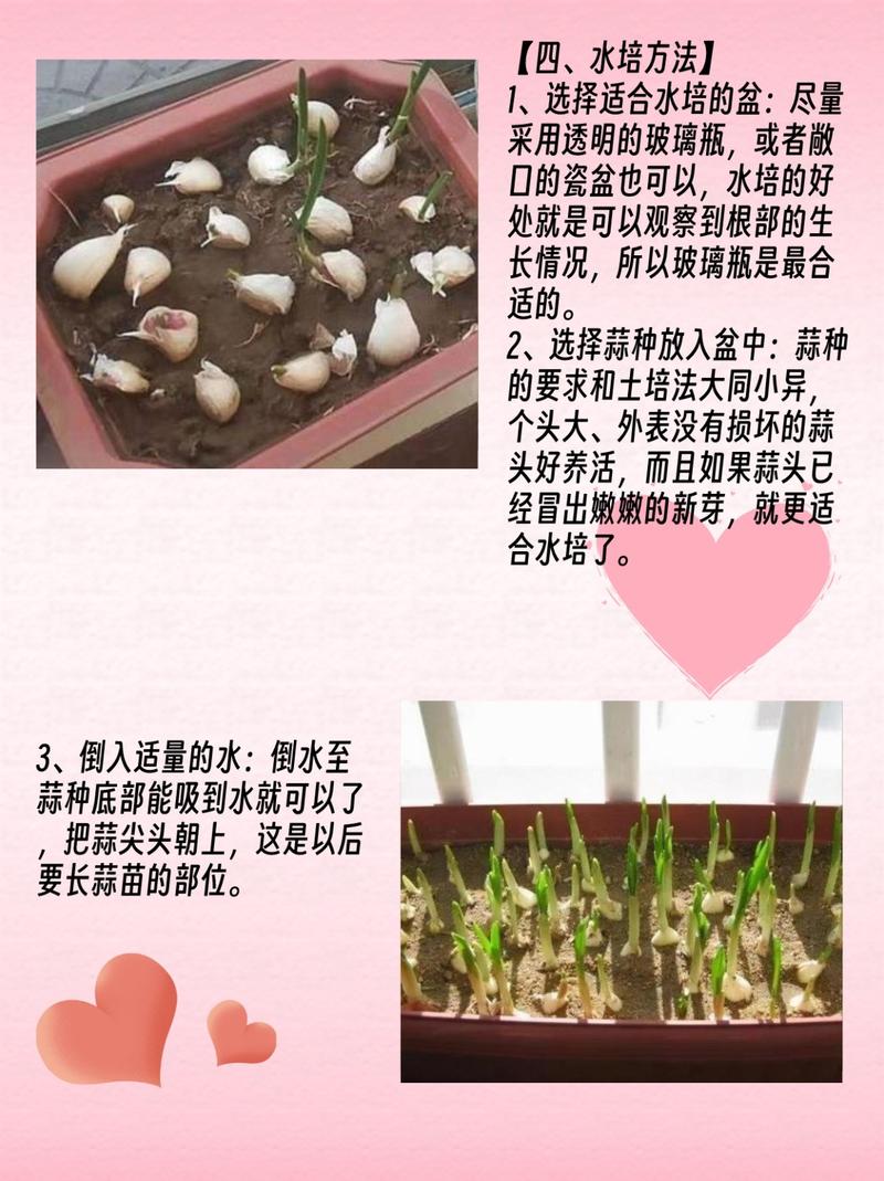怎么在水里种大蒜，怎么在水里种大蒜视频教程-第5张图片-优品飞百科