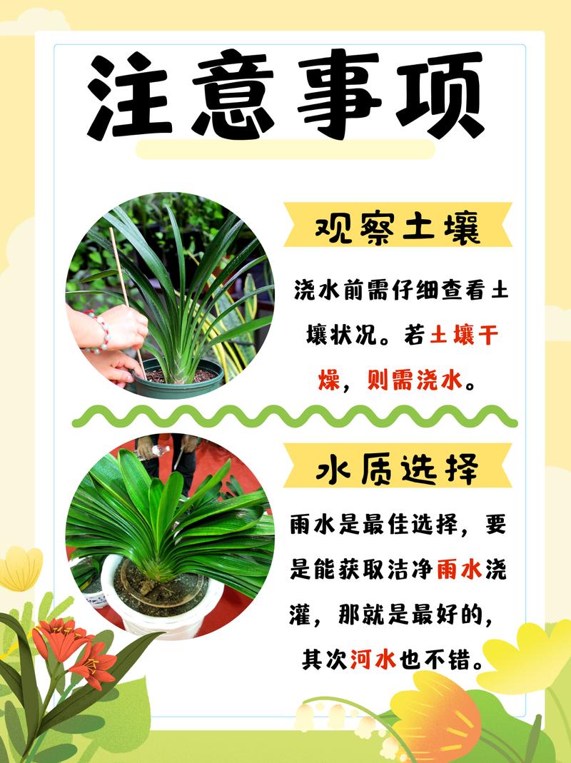 君子兰多久浇一次水？君子兰花浇水口诀？