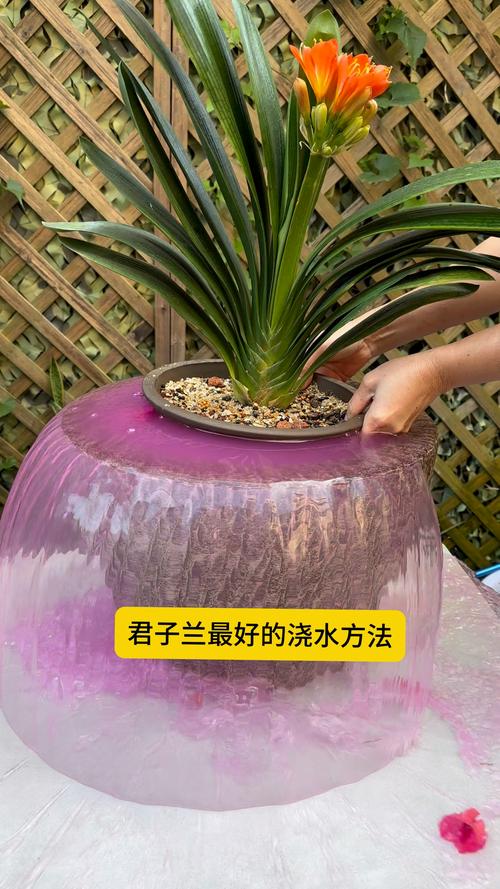 君子兰多久浇一次水？君子兰花浇水口诀？-第3张图片-优品飞百科